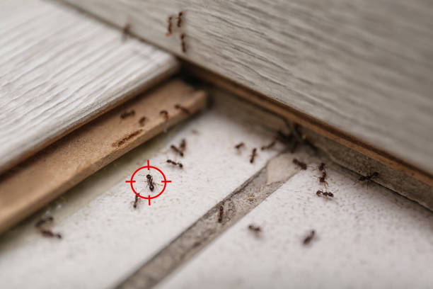 Best Residential Pest Control  in North Bonneville, WA