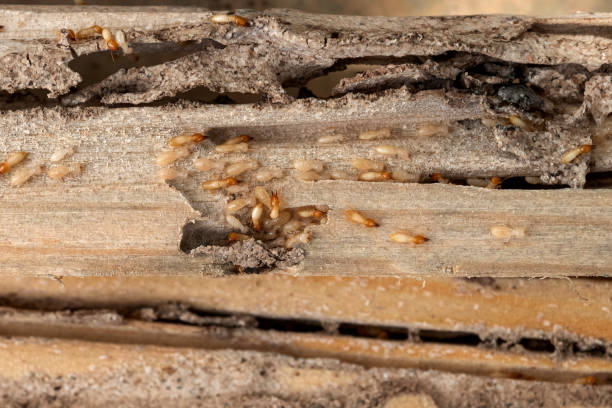 Best Commercial Pest Control Services  in North Bonneville, WA